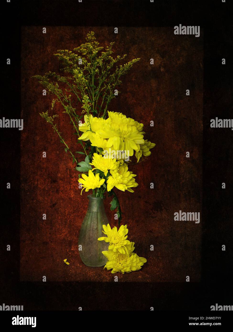 Passé leur meilleur, jaune chrysanthème encore la vie. Sombre et artistique. Banque D'Images