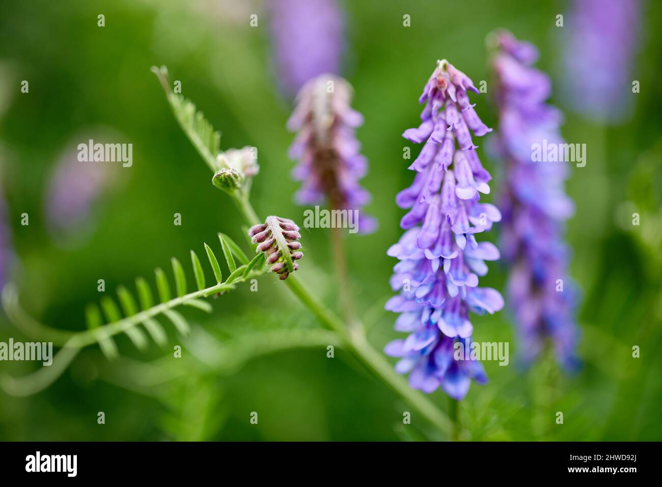 Vesce touffeté (Vicia cracca); Danemark Banque D'Images