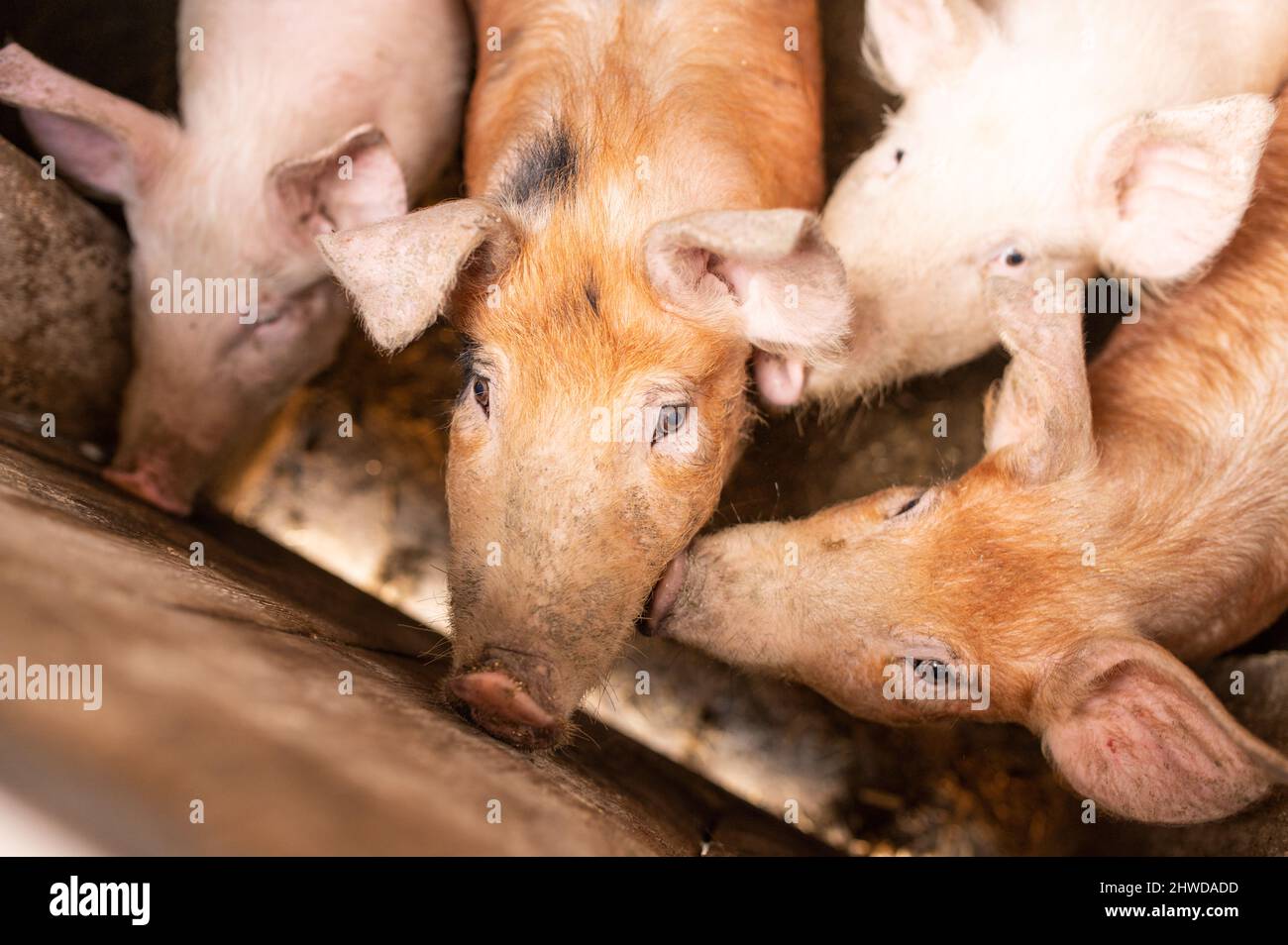 Cochons heureux vivant dans une ferme écologique biologique Banque D'Images