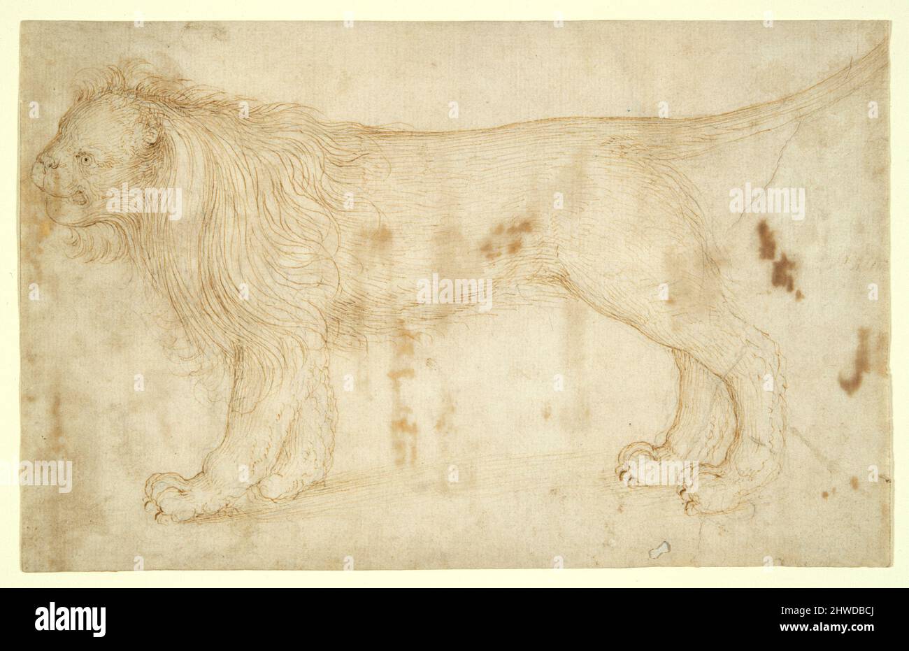 Un Lion. Artiste : inconnu Banque D'Images