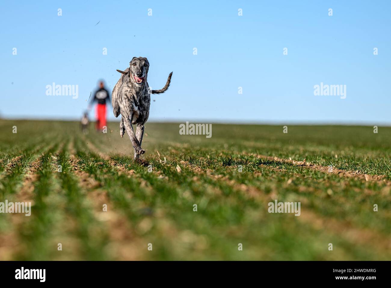Propriétaire se mettre en forme son greyhound comme préparation pour une course de chien dans une campagne en plein champ. L'appareil photo haute vitesse l'a capturé dans une pièce amusante Banque D'Images