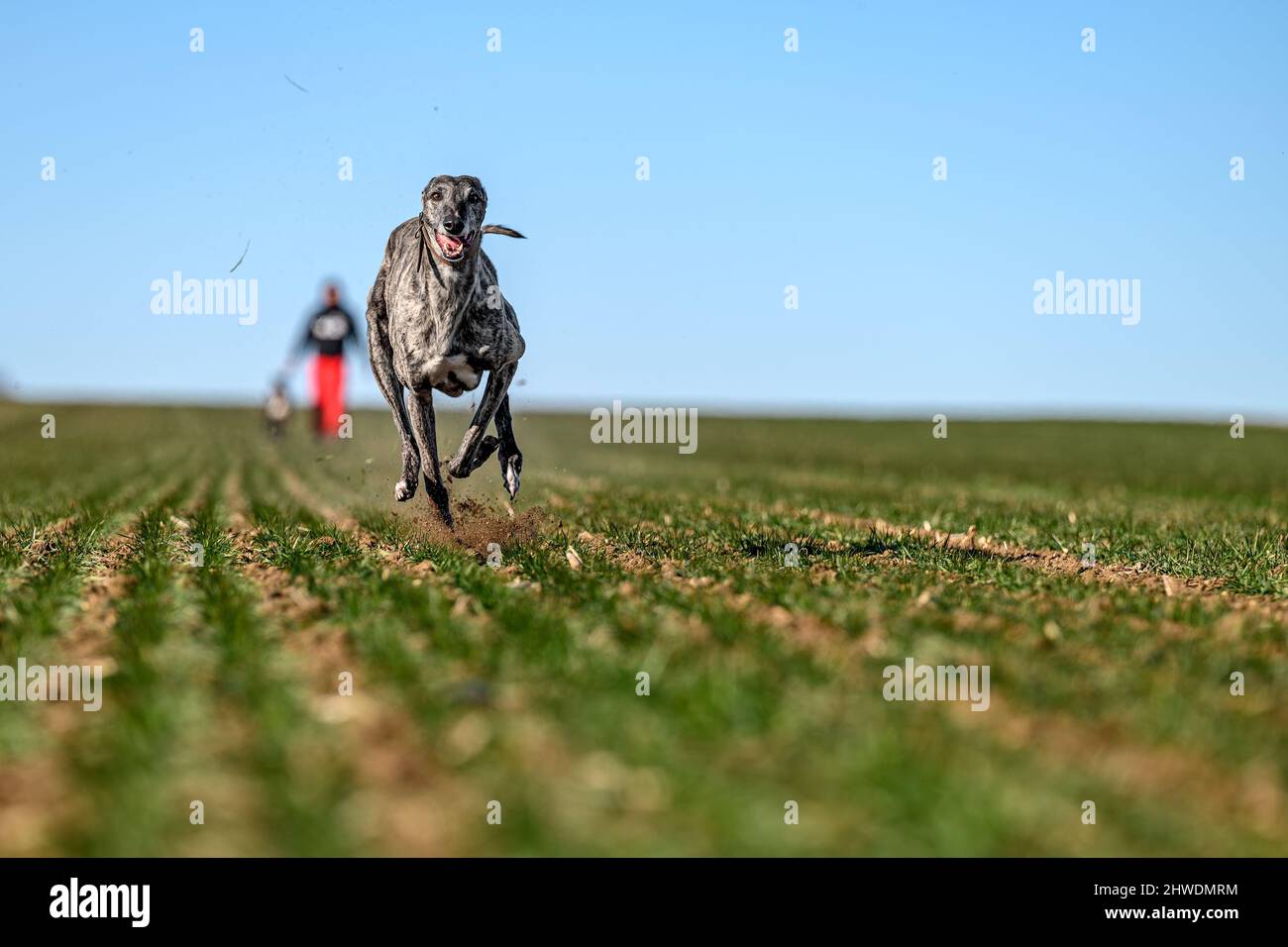 Propriétaire se mettre en forme son greyhound comme préparation pour une course de chien dans une campagne en plein champ. L'appareil photo haute vitesse l'a capturé dans une pièce amusante Banque D'Images