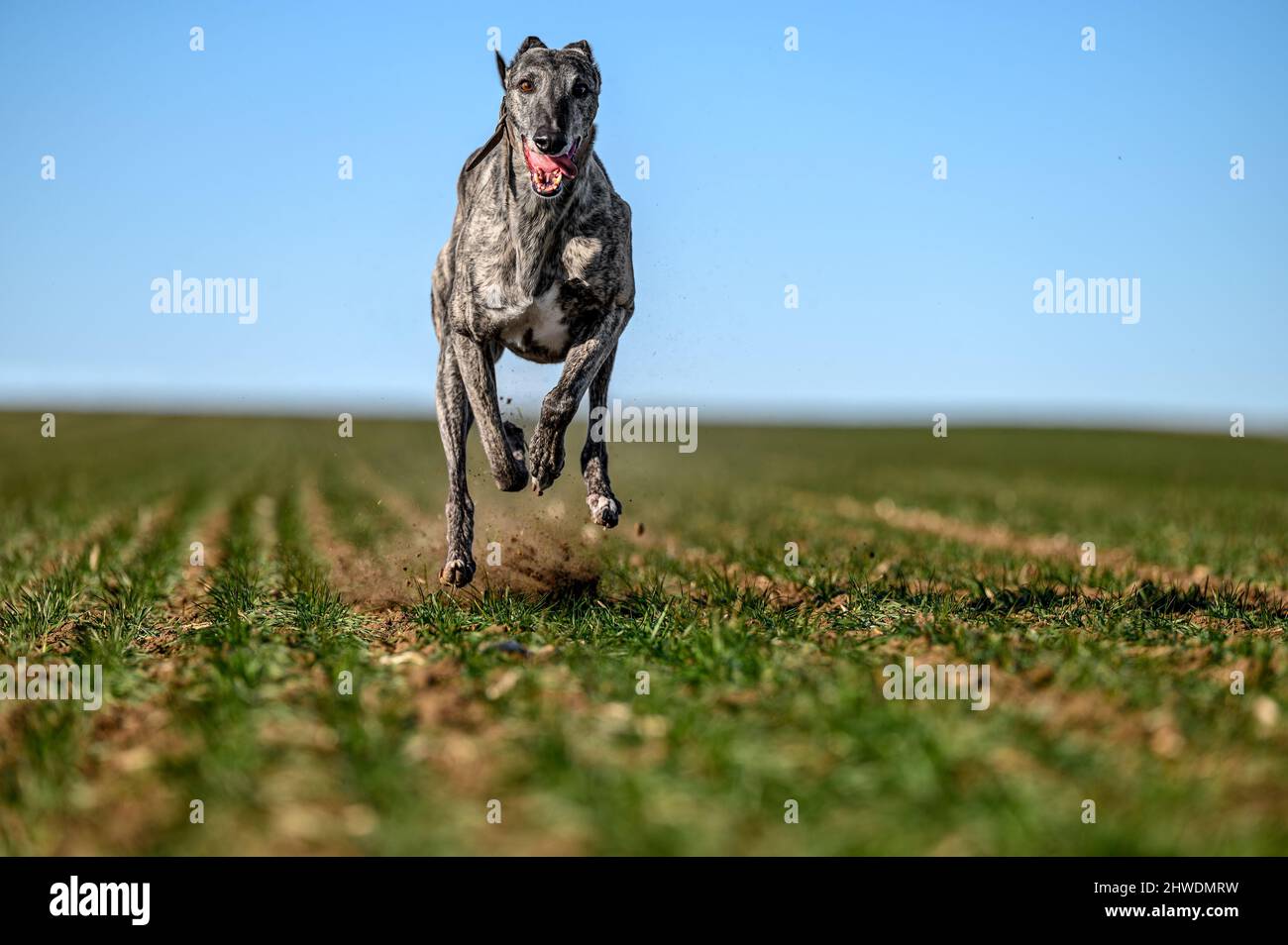 Propriétaire se mettre en forme son greyhound comme préparation pour une course de chien dans une campagne en plein champ. L'appareil photo haute vitesse l'a capturé dans une pièce amusante Banque D'Images