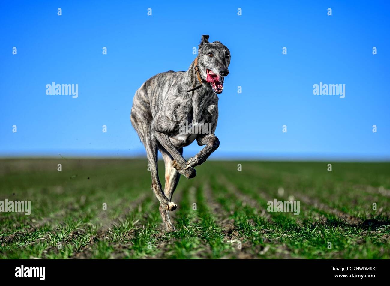Propriétaire se mettre en forme son greyhound comme préparation pour une course de chien dans une campagne en plein champ. L'appareil photo haute vitesse l'a capturé dans une pièce amusante Banque D'Images