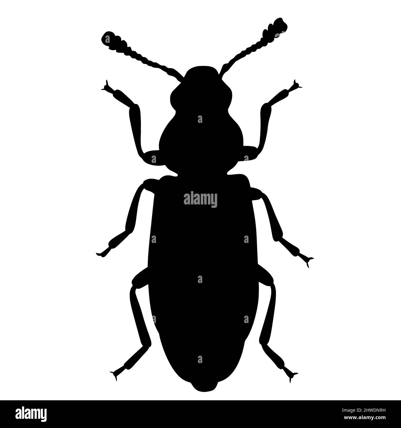 Illustration noire d'un coléoptère tropical. L'insecte est un ravageur des forêts et des jardins. Dessin pour tatouage Banque D'Images