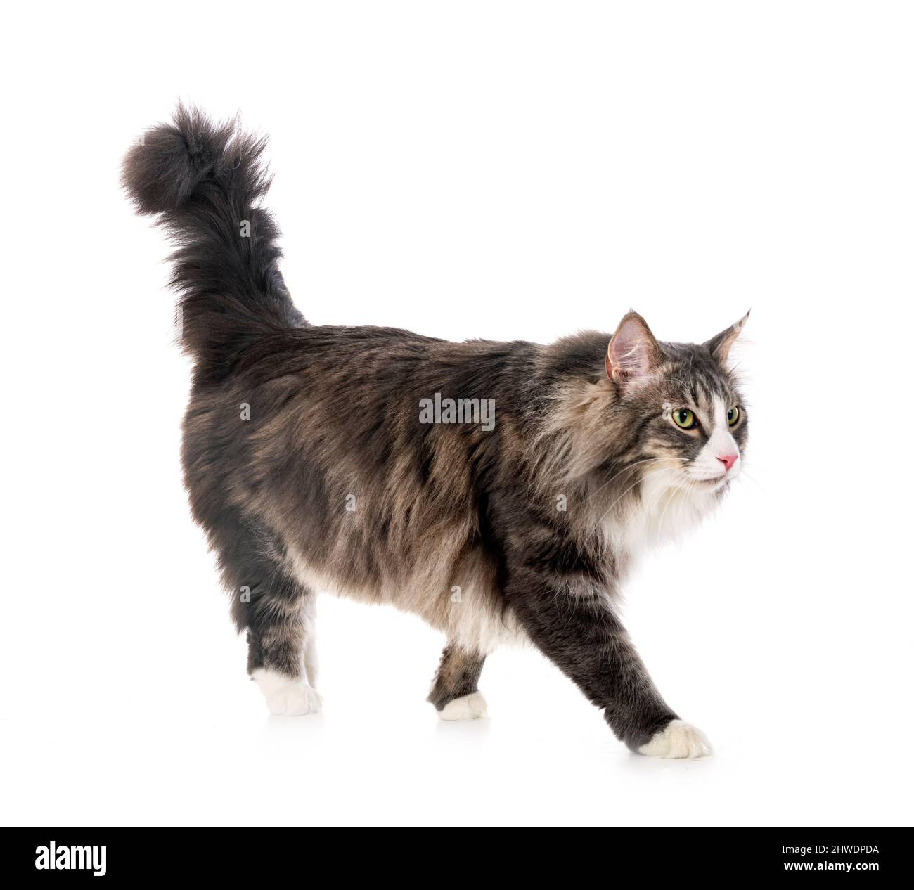 Norwegian Forest Cat devant un fond blanc Banque D'Images