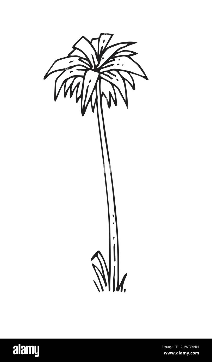 Plante tropicale.Contour du dessin à la main.Esquisse de plantes exotiques.Isolé sur fond blanc.Vecteur Illustration de Vecteur