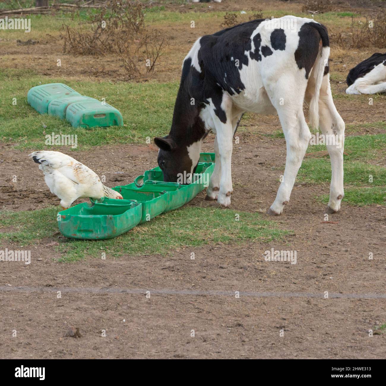 vaches laitières en plein air mangeant du foin et de la ration de luzerne Banque D'Images