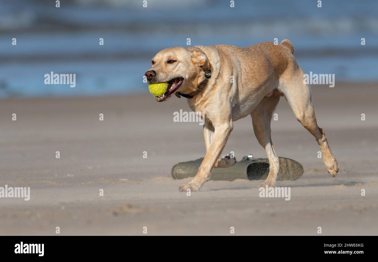 Chien de retriever avec une balle de tennis sur une plage de North Norfolk, Royaume-Uni Banque D'Images