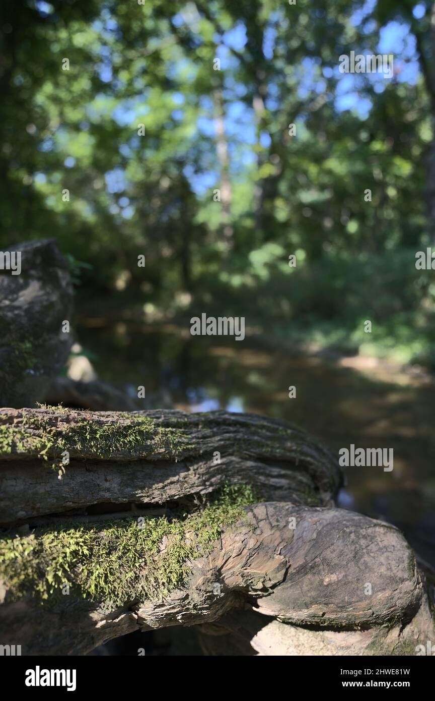Image macro de mousse couvrant un grand ensemble de racines d'arbre avec un ruisseau sinueux flou en arrière-plan. Banque D'Images