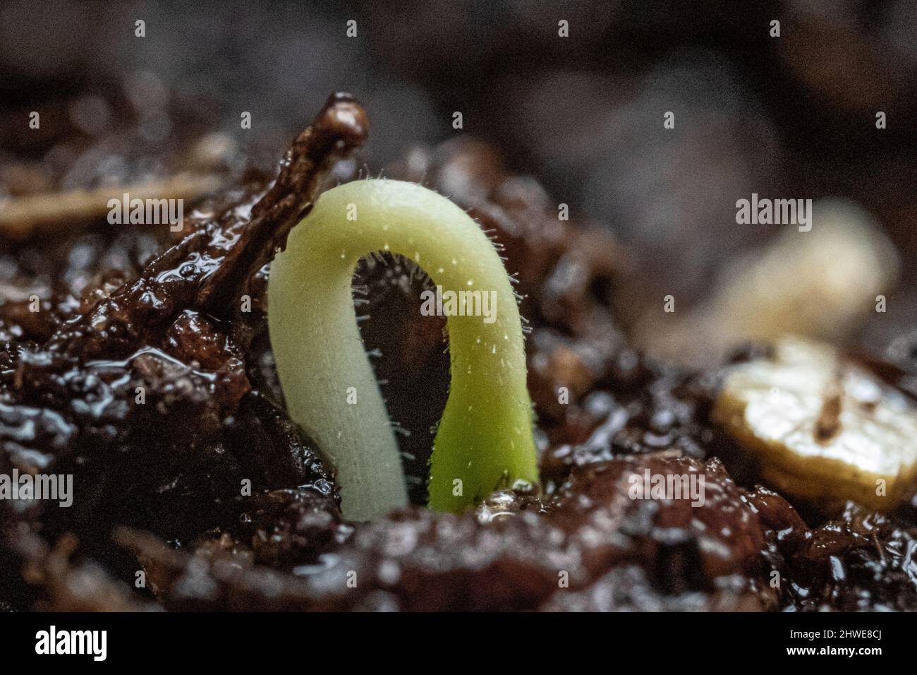 Gros plan des semis de tomate - Solanum lycopersicum les semis de Solanum émergent du sol pendant le jardinage de printemps - potager / végétarien et végétalien Banque D'Images