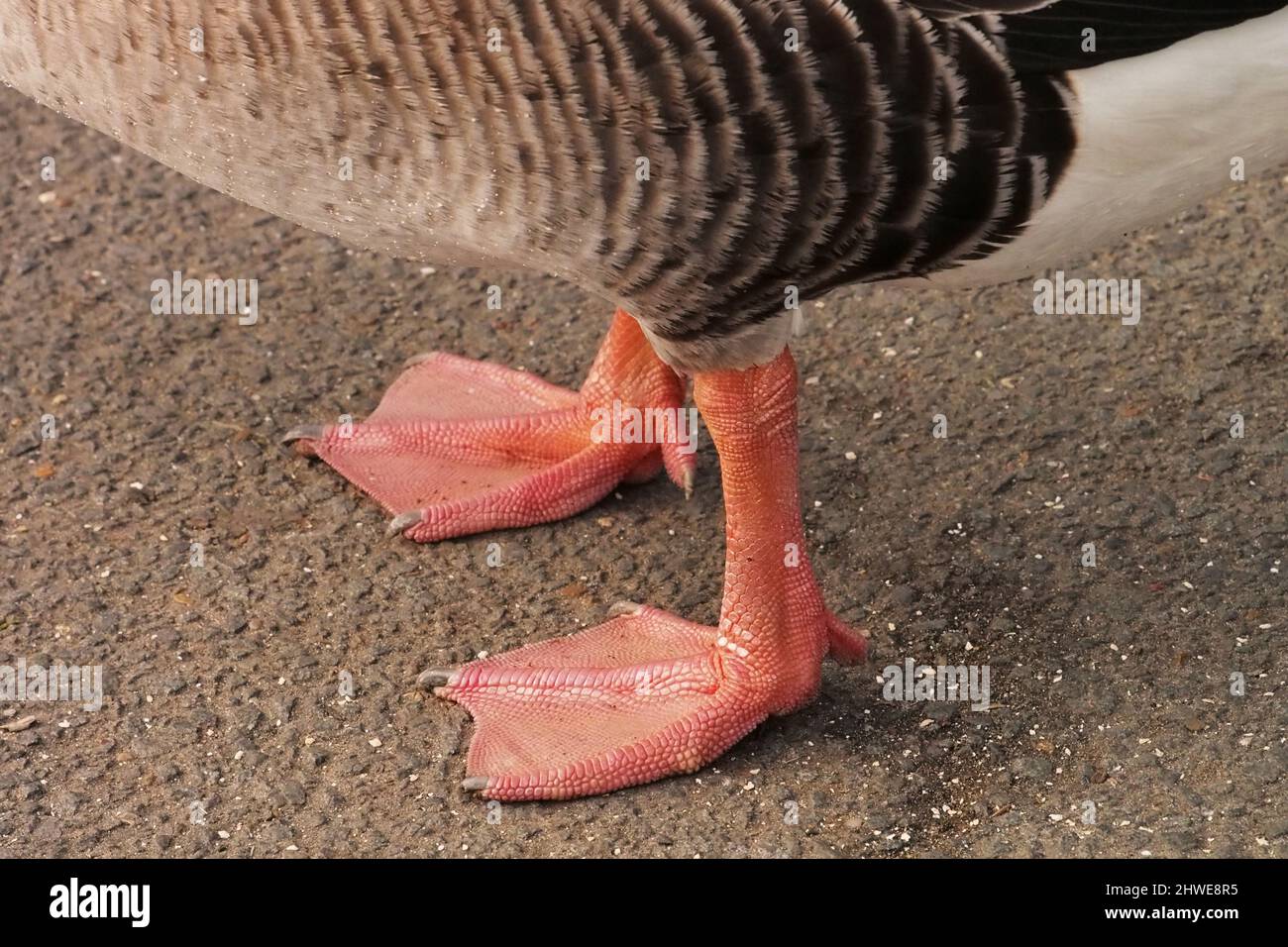 Une proche des pieds roses et nervuré d'une oie de Graylag sur un chemin de stoney Banque D'Images