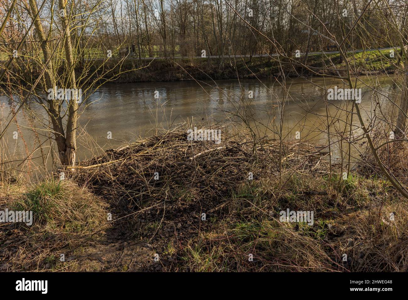 Grand barrage du castor eurasien sur la rivière Nidda, Francfort, Allemagne Banque D'Images