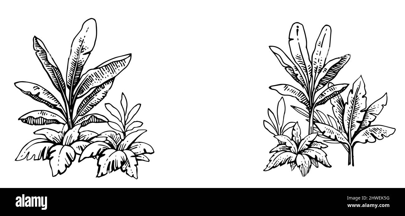 Herbes tropicales et épaississement des plantes. Châssis sur les côtés. Contour du dessin à la main. Paysage d'été. Esquisse de plantes exotiques. Isolé sur fond blanc Illustration de Vecteur