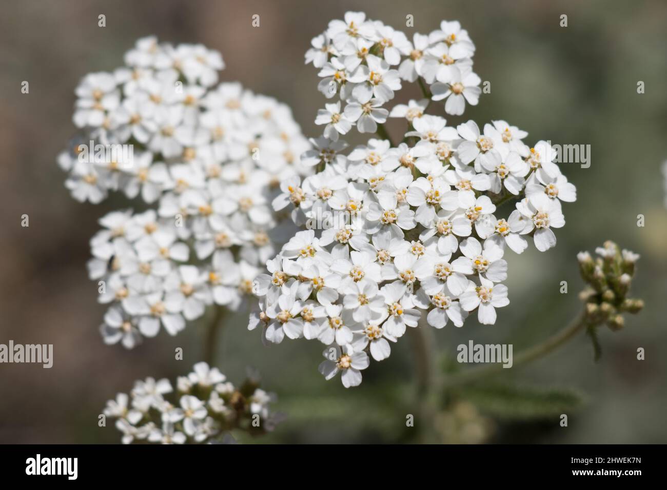 Le racémose à fleurs blanches irradie l'inflorescence de la tête d'Achillea Millefolium, Asteraceae, vivace indigène dans les montagnes San Bernardino, été. Banque D'Images