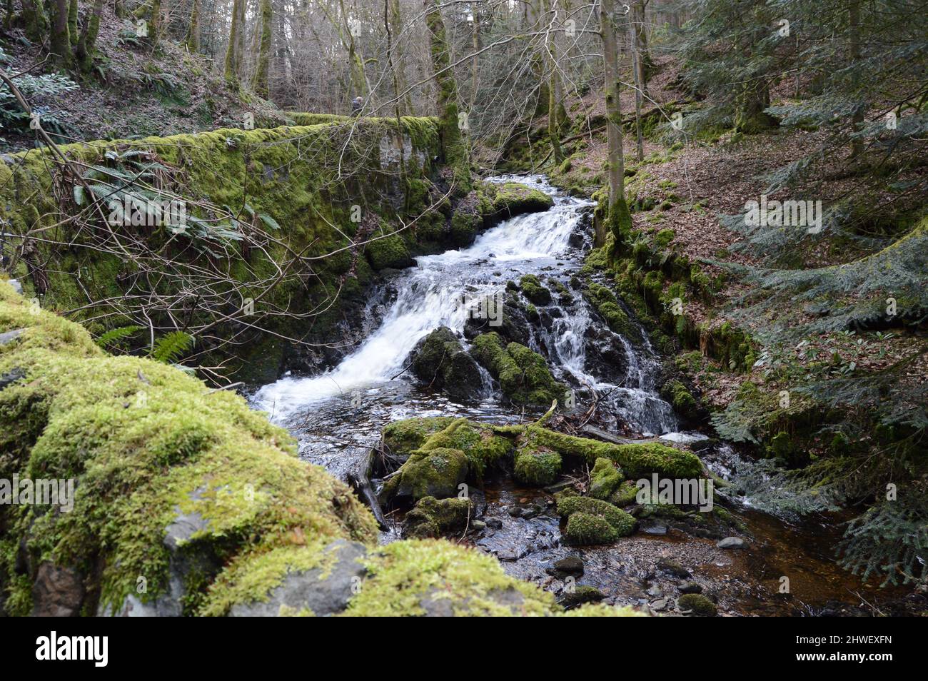 Birnam Glen, Perthshire, Écosse, Banque D'Images