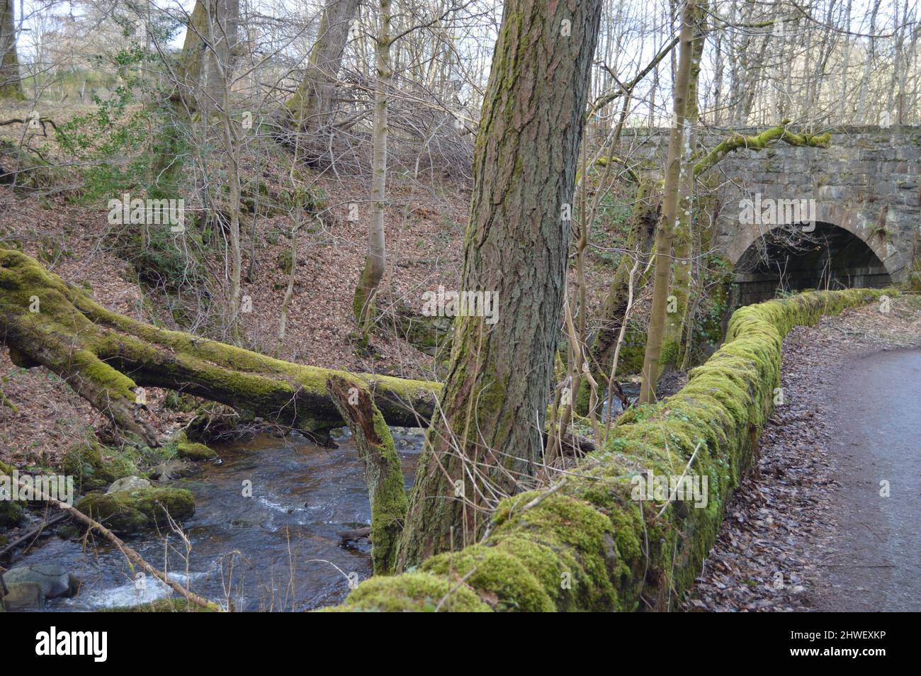 Birnam Glen, Perthshire, Écosse, Banque D'Images