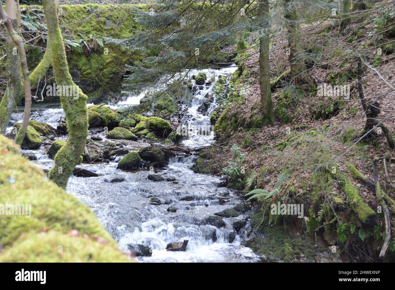 Birnam Glen, Perthshire, Écosse, Banque D'Images