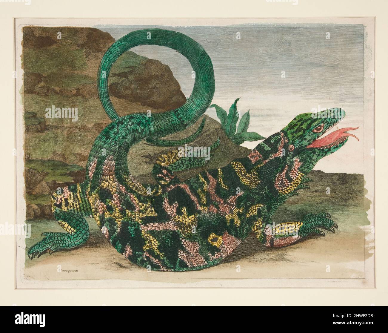 Lézard, de Metamorphose Insectorum Surinamensium. Artiste: Maria Sibylla Merian, allemande, 1647–1717 Banque D'Images