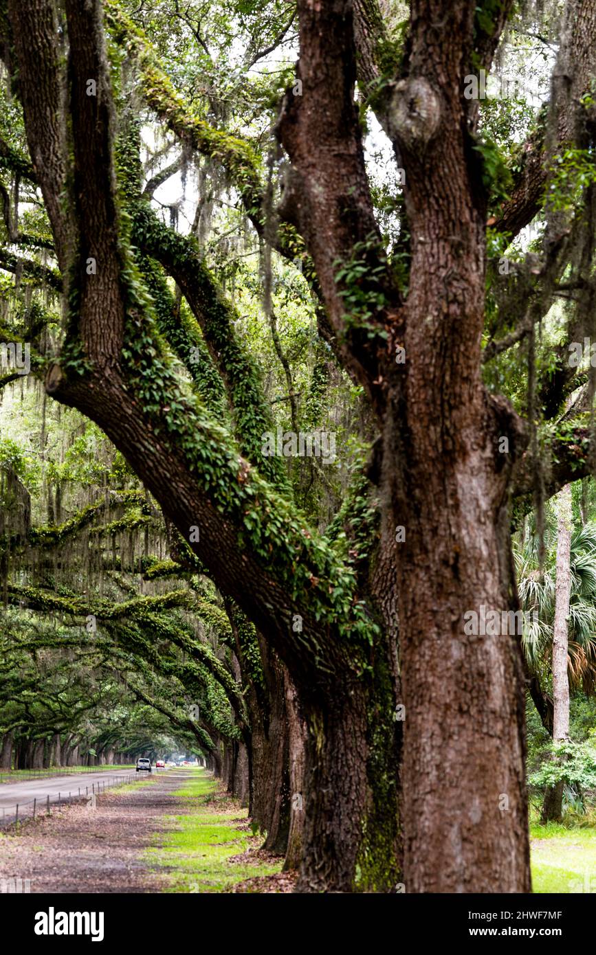 Avenue bordée de chênes au site historique de Wormsloe à Savannah, Géorgie. Banque D'Images