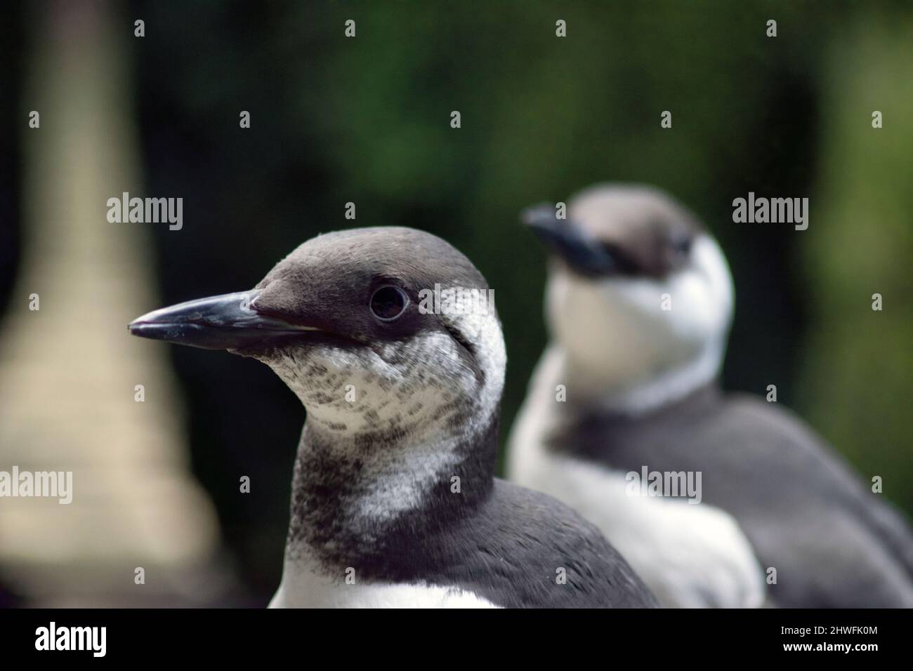 Le razorbill, auk à bec de rasoir ou auk inférieur est un oiseau de mer colonial et le seul membre existant du genre Alca de la famille des Alcidae, les auks. Banque D'Images