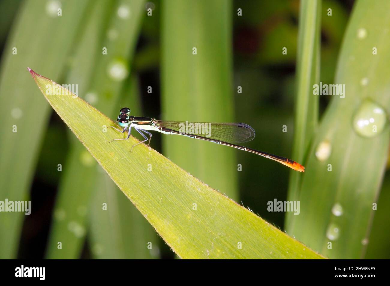 Pygmée Wisp Damselfly, Agriocnemis pygmaea. Également connu sous le nom de Midget Wisp damselflies.reposant sur une lame d'herbe. Coffs Harbour, Nouvelle-Galles du Sud, Australie Banque D'Images