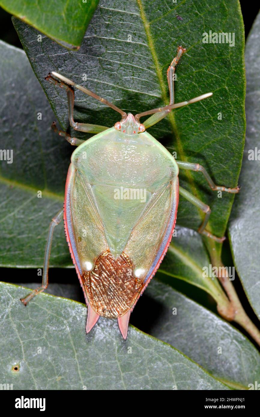 Punaise de lychee. Lyromorpha rosea. Également connu sous le nom de Litchi Slink Bug. Grande Nymph ou adulte. Coffs Harbour, Nouvelle-Galles du Sud, Australie Banque D'Images