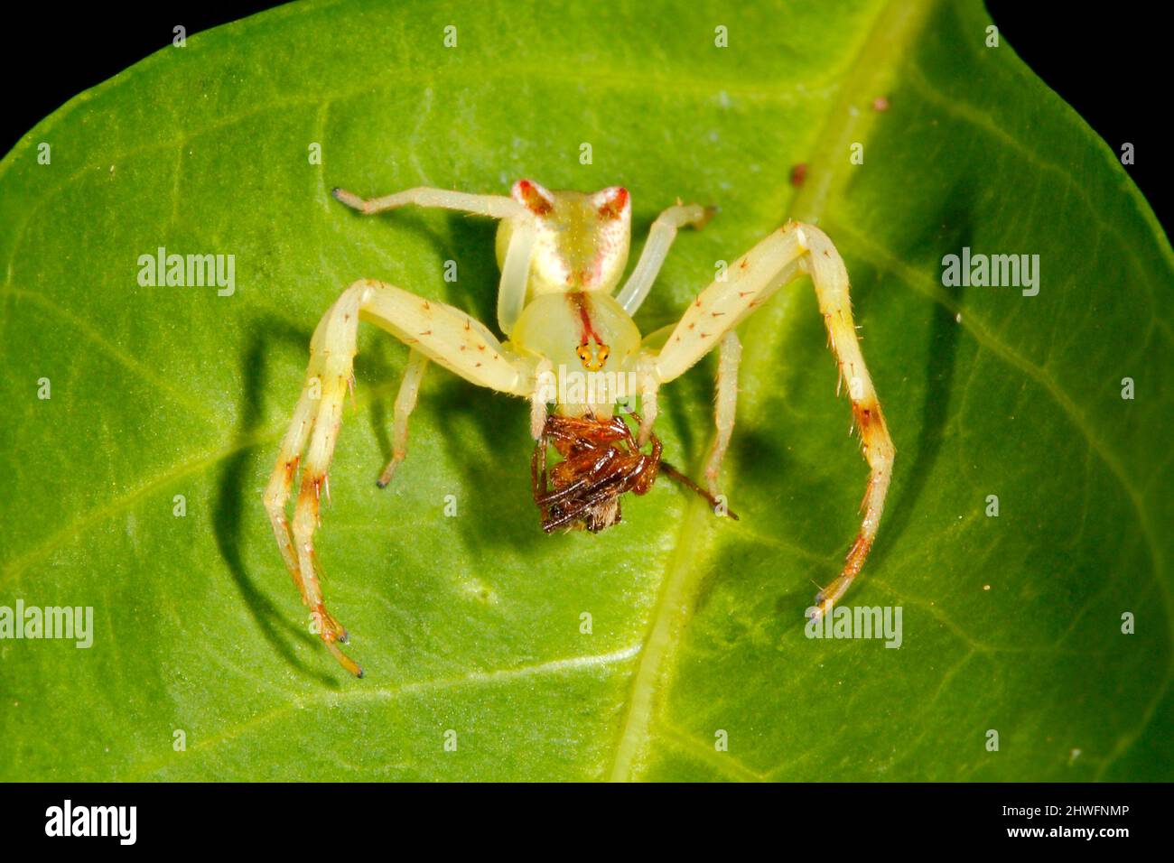 Araignée de crabe à extrémité rouge, Sidymella rubrosignata. Araignée tenant la proie. Endémique à l'Australie. Coffs Harbour, Nouvelle-Galles du Sud, Australie Banque D'Images