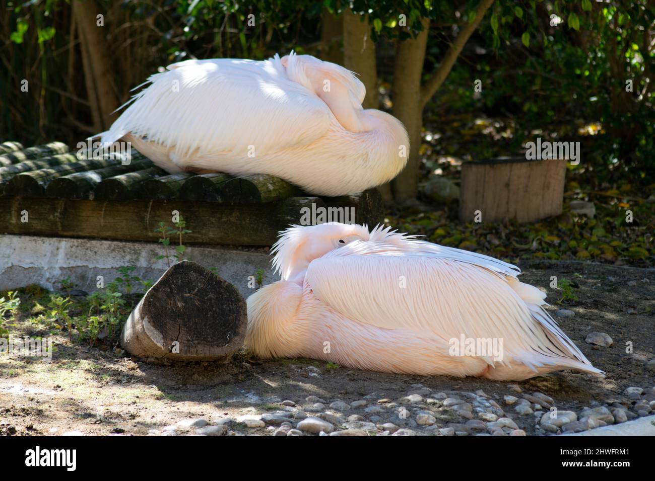 Pelecanus onocrotalus, le grand pélican blanc également connu sous le nom de pélican blanc de l'est, pélican rosy ou pélican blanc est un oiseau de la famille des pélican. Banque D'Images