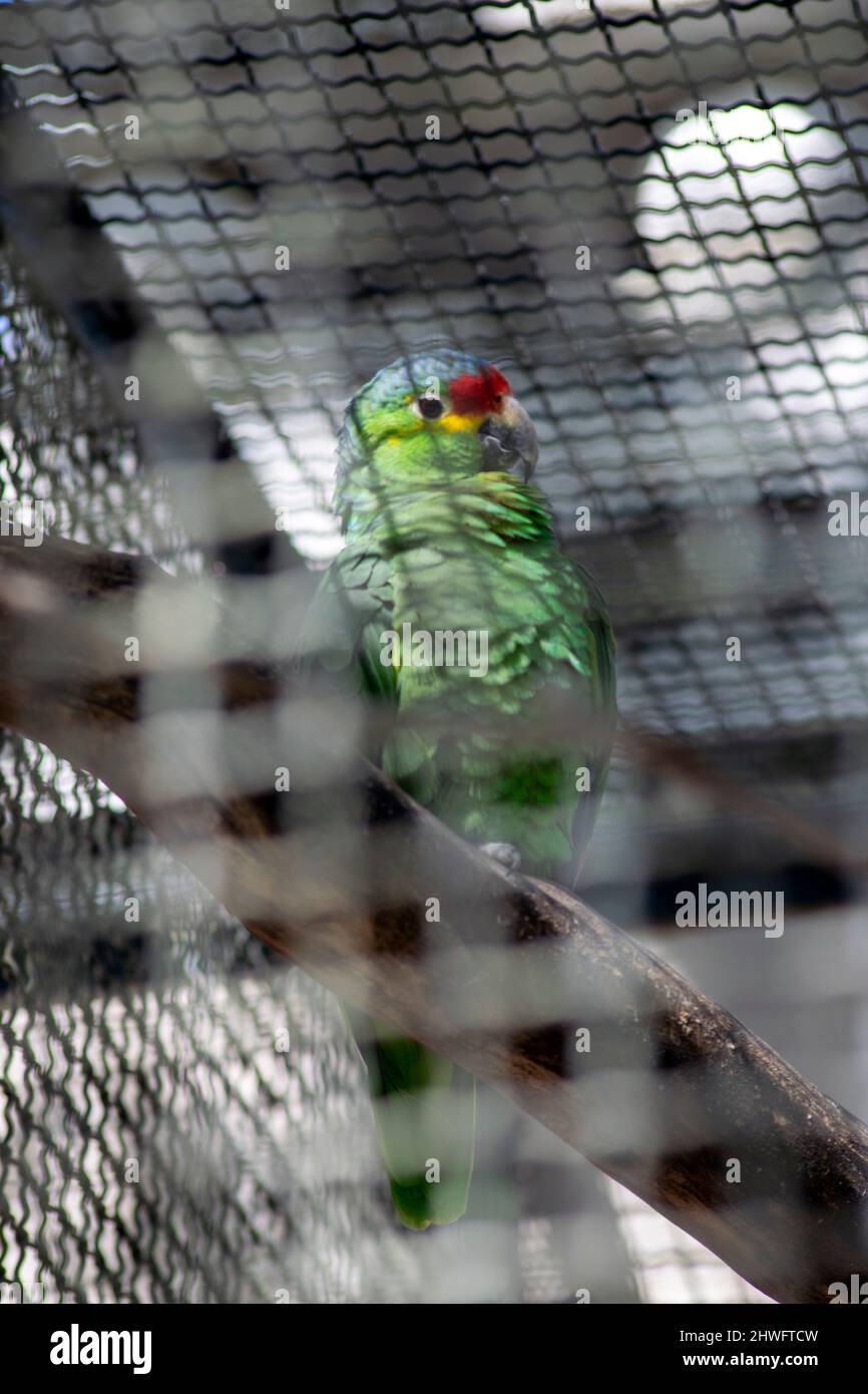 L'amazonie lilacine (Amazona autumnalis lilacina) ou l'amazonie rouge équatorienne est un perroquet d'amazonie originaire de l'Équateur en Amérique du Sud. Banque D'Images