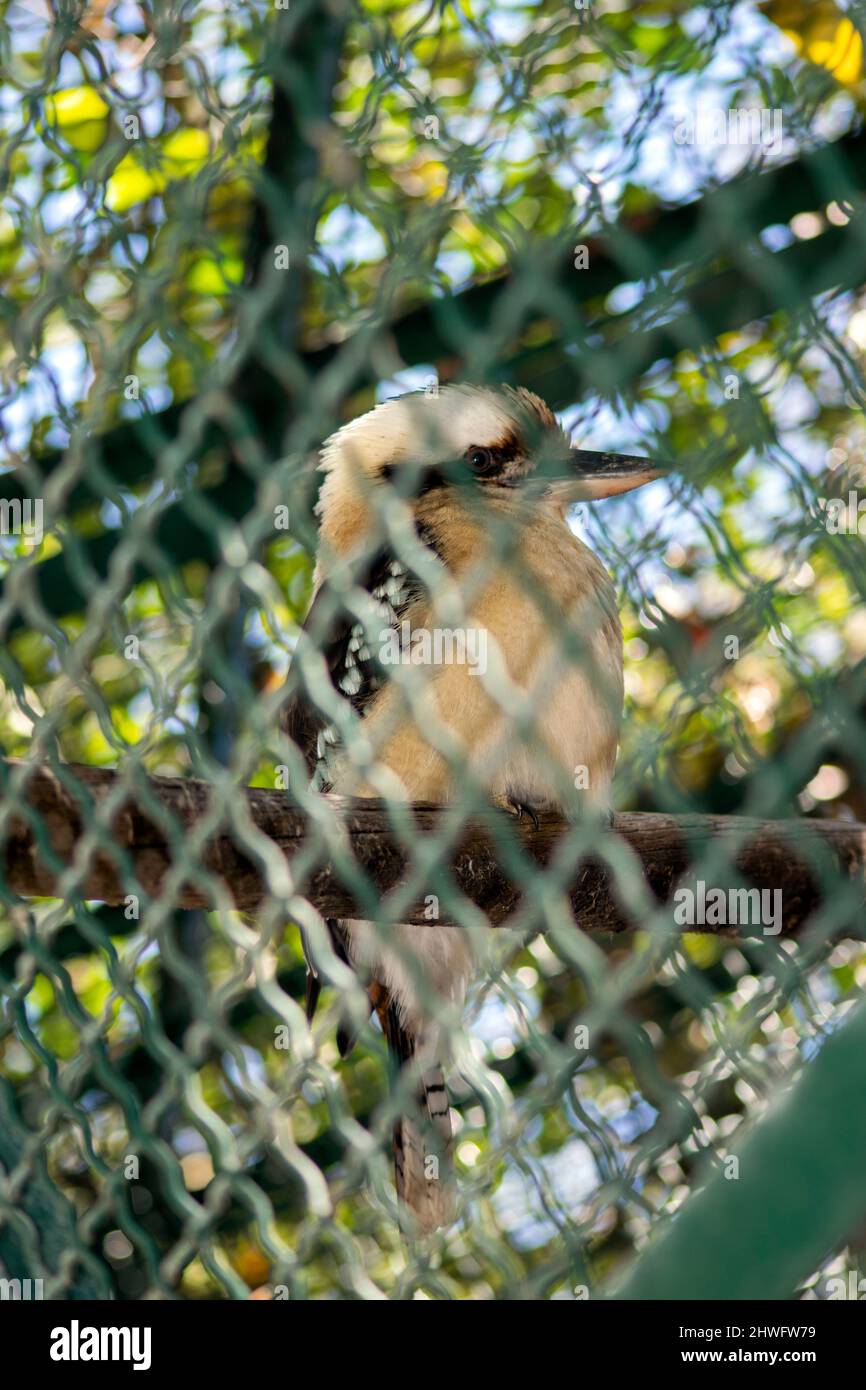 Dacelo novaeguineae. Le kookaburra en train de rire (Dacelo novaeguineae) est un oiseau de la sous-famille des kingfisher Halcyoninae. C'est un grand kingfisher robuste. Banque D'Images