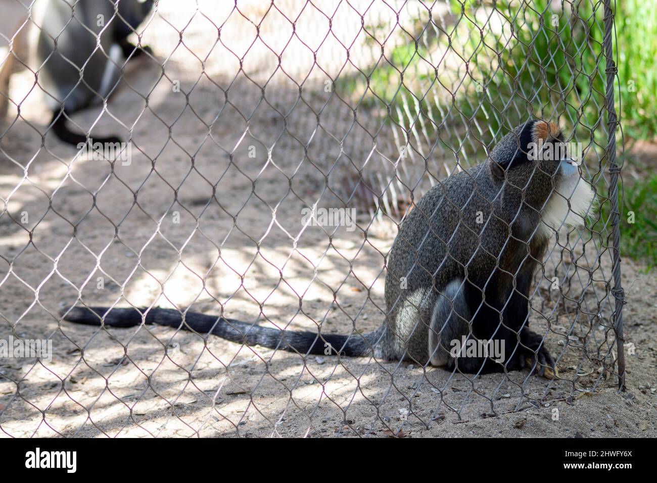 Le singe de Brazza (Cercopithecus negectus) est un singe de l'ancien monde endémique aux forêts riveraines et marécageuses d'Afrique centrale. Banque D'Images