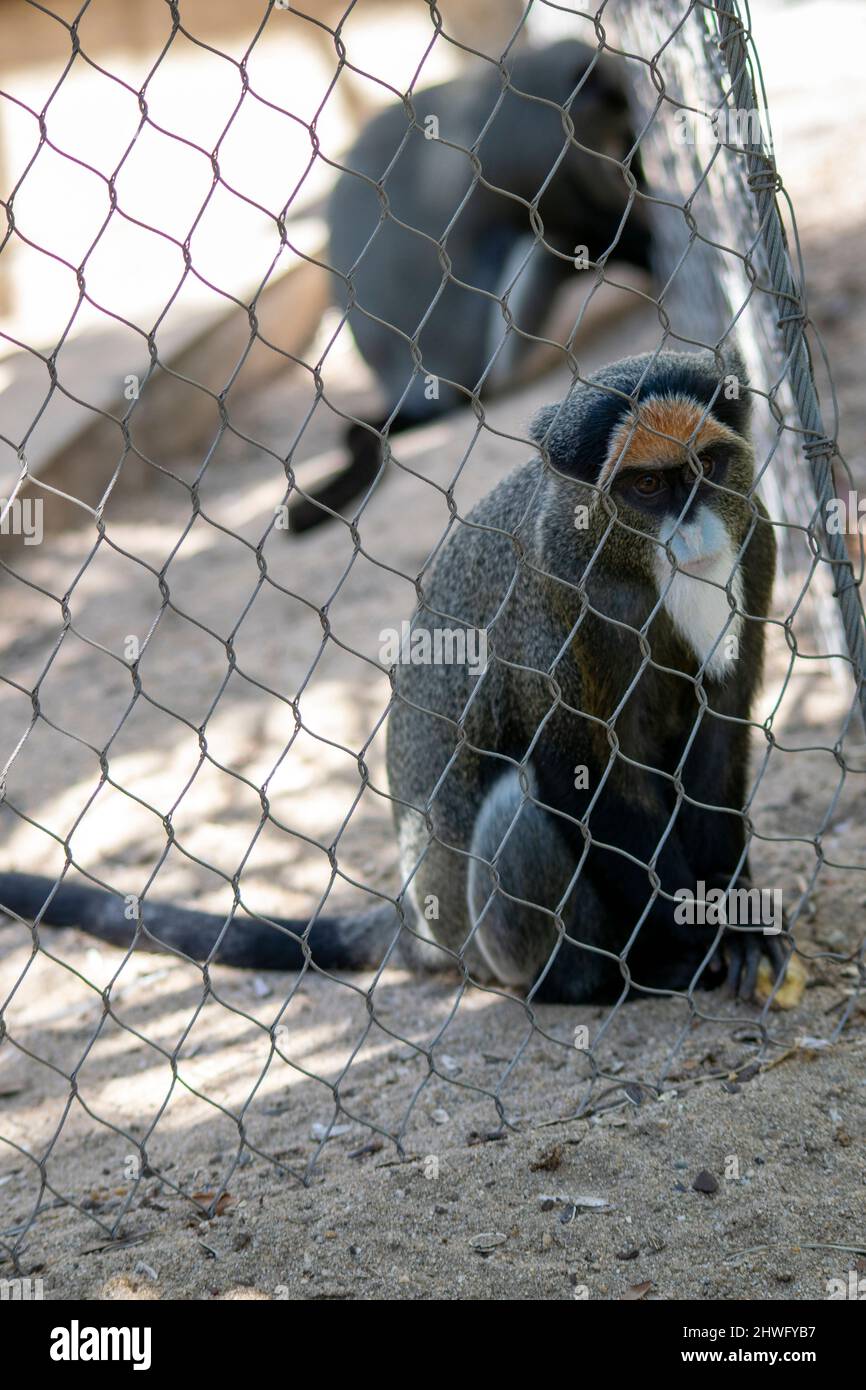 Le singe de Brazza (Cercopithecus negectus) est un singe de l'ancien monde endémique aux forêts riveraines et marécageuses d'Afrique centrale. Banque D'Images