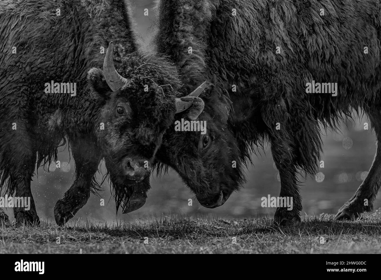 Buffalo, Bison bison, se lance de façon agressive dans un concours de force le long de la rivière Madison en mai dans le parc national de Yellowstone, Wyoming, États-Unis Banque D'Images