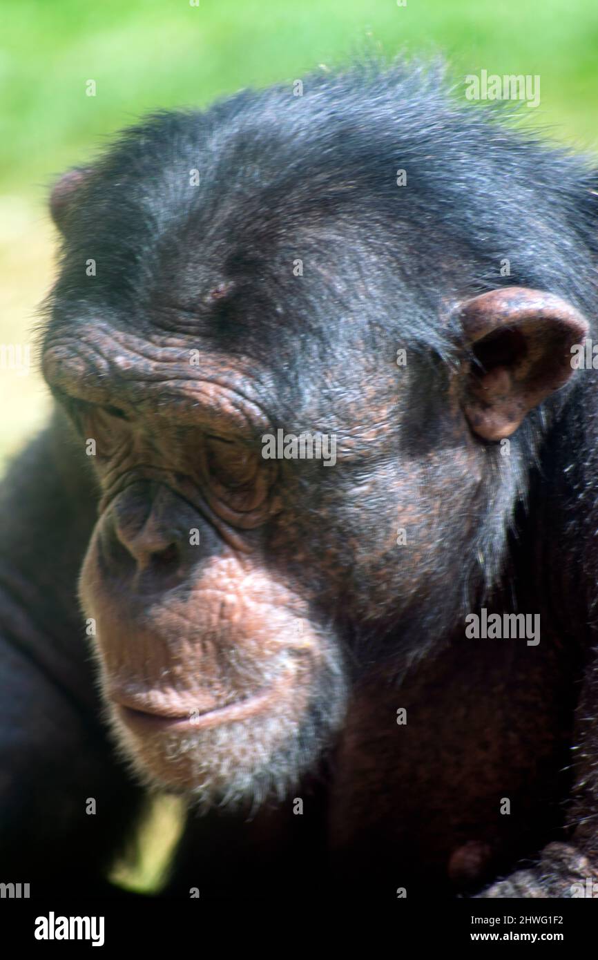 Le chimpanzé (Pan troglodytes), aussi connu simplement sous le nom de chimpe. Portrait de chimpanzé, chimpanzé émotionnelle. L'humanité sur les animaux. Animaux intelligents. Banque D'Images
