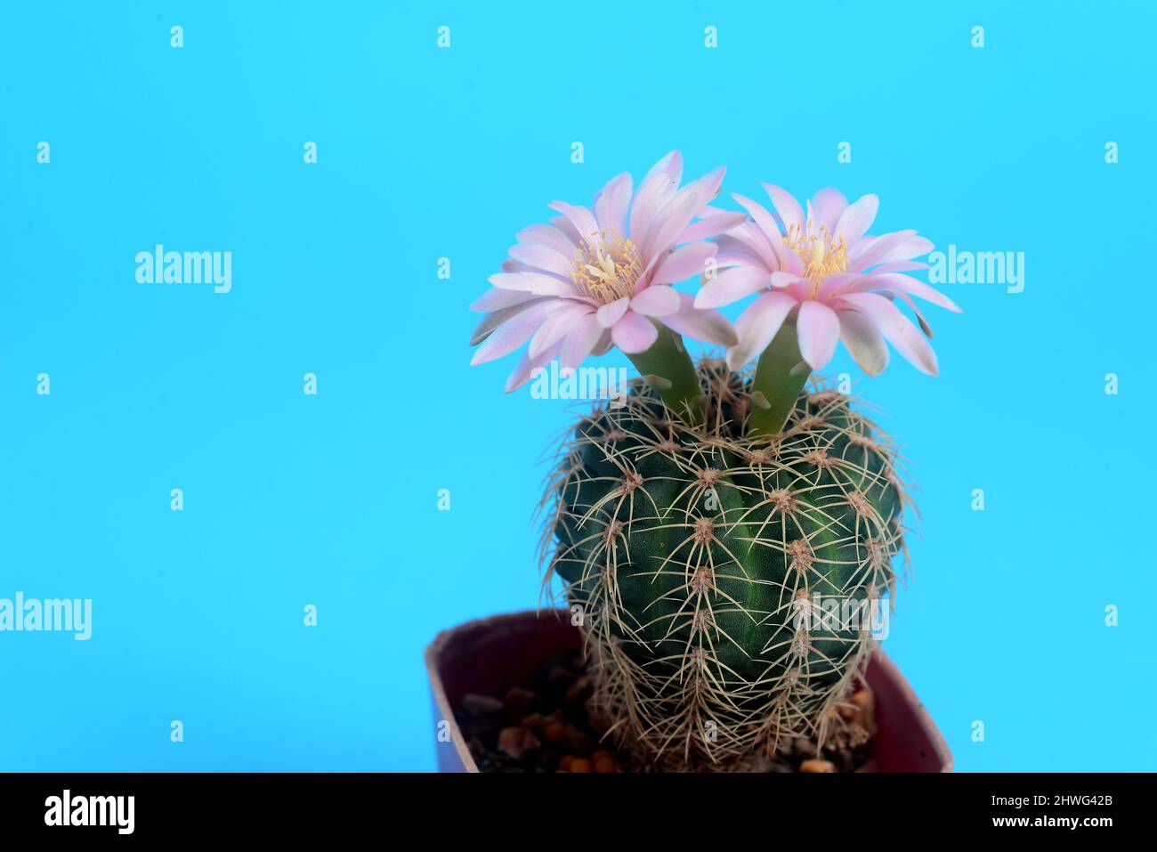 Fleur rose clair de Lobivia cactus sur fond bleu avec espace de copie pour le texte Banque D'Images