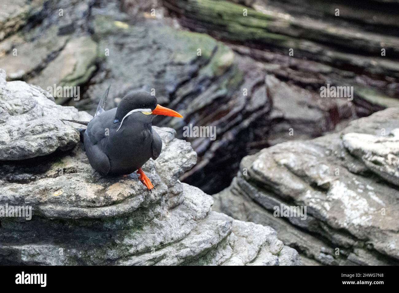 La sterne (Larosterna inca) est une sterne de la famille des Laridae. C'est le seul membre du genre Larosterna. Race sur des falaises rocheuses. Banque D'Images