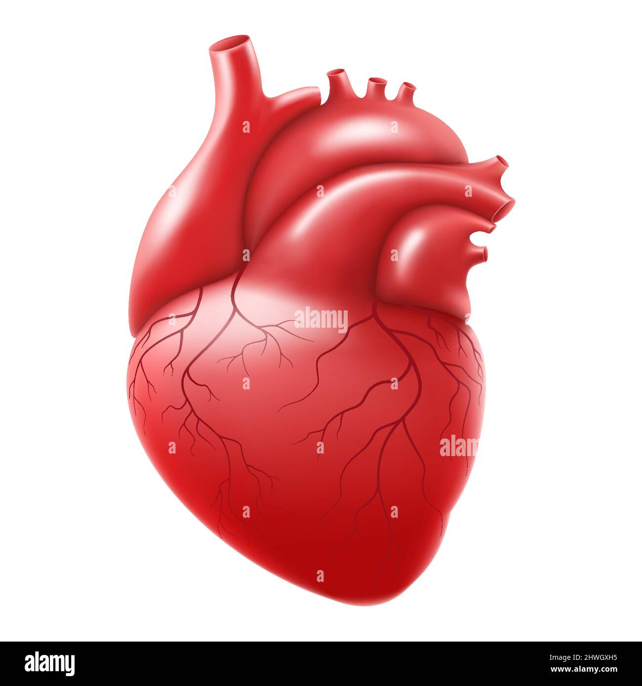 Cœur humain isolé sur fond blanc. Corriger anatomiquement le cœur avec le système veineux. Organes internes du corps humain. Vecteur 3D réaliste Illustration de Vecteur