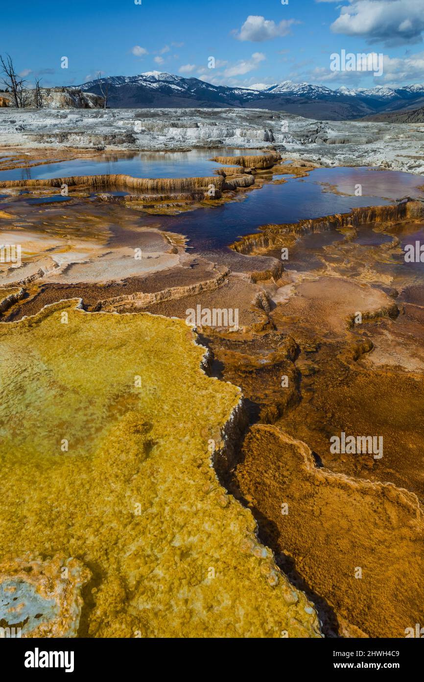 Les thermophiles, y compris les bactéries filamenteuses et les cyanobactéries, prospèrent dans les terrasses de Mammoth Hot Springs dans le parc national de Yellowstone, Wyoming, États-Unis Banque D'Images