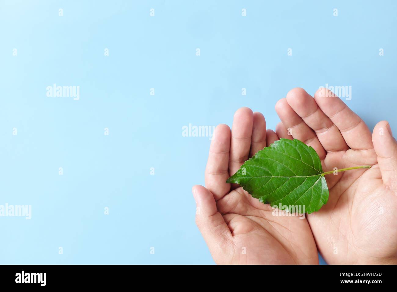 Vue de dessus des mains en forme de coeur feuille verte fraîche avec espace de copie. Amour nature, conservation de l'environnement, rse, esg, concept jour de la terre. Banque D'Images