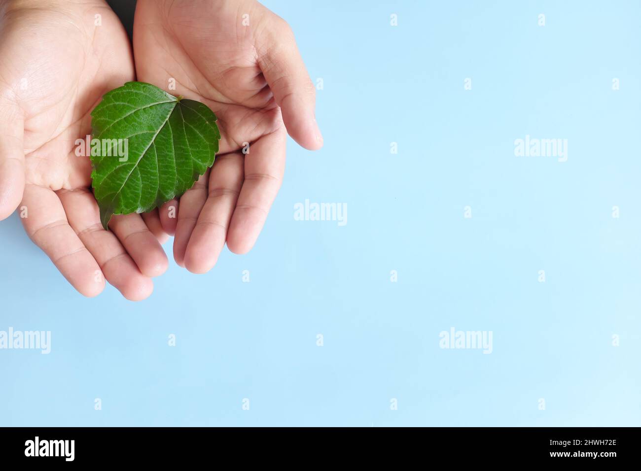 Vue de dessus des mains en forme de coeur feuille verte fraîche avec espace de copie. Amour nature, conservation de l'environnement, rse, esg, concept jour de la terre. Banque D'Images