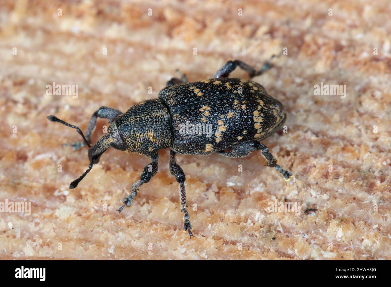 Coléoptère de museau (Hylobius abietis) assis sur le bois de pin, photo macro. Banque D'Images