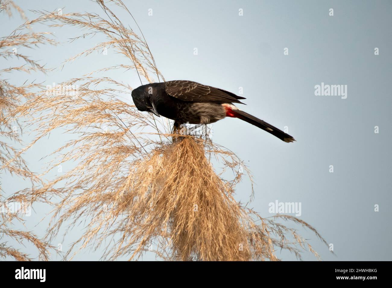 Un bel oiseau rouge à bulbul ventilé s'assoit sur une branche d'arbre et cherche sa nourriture Banque D'Images