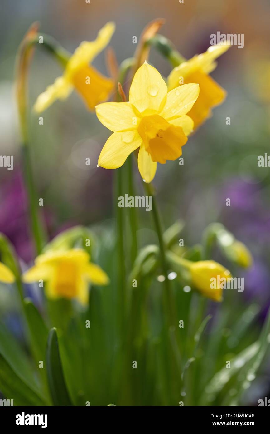 Gros plan de la floraison de Narcisse cyclamineus 'Tete-a-Tete' dans un jardin de printemps au Royaume-Uni Banque D'Images