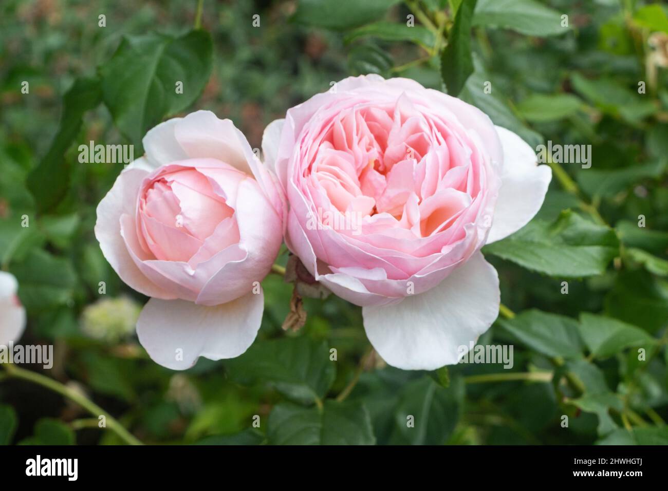 Rose rose dans un jardin au printemps Banque D'Images