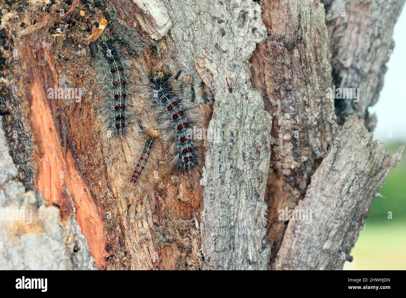 Chenilles de la spongieuse (Lymantria dispar). C'est un ravageur dangereux des arbres dans les forêts, les parcs, le bord de la route et d'autres allées Banque D'Images