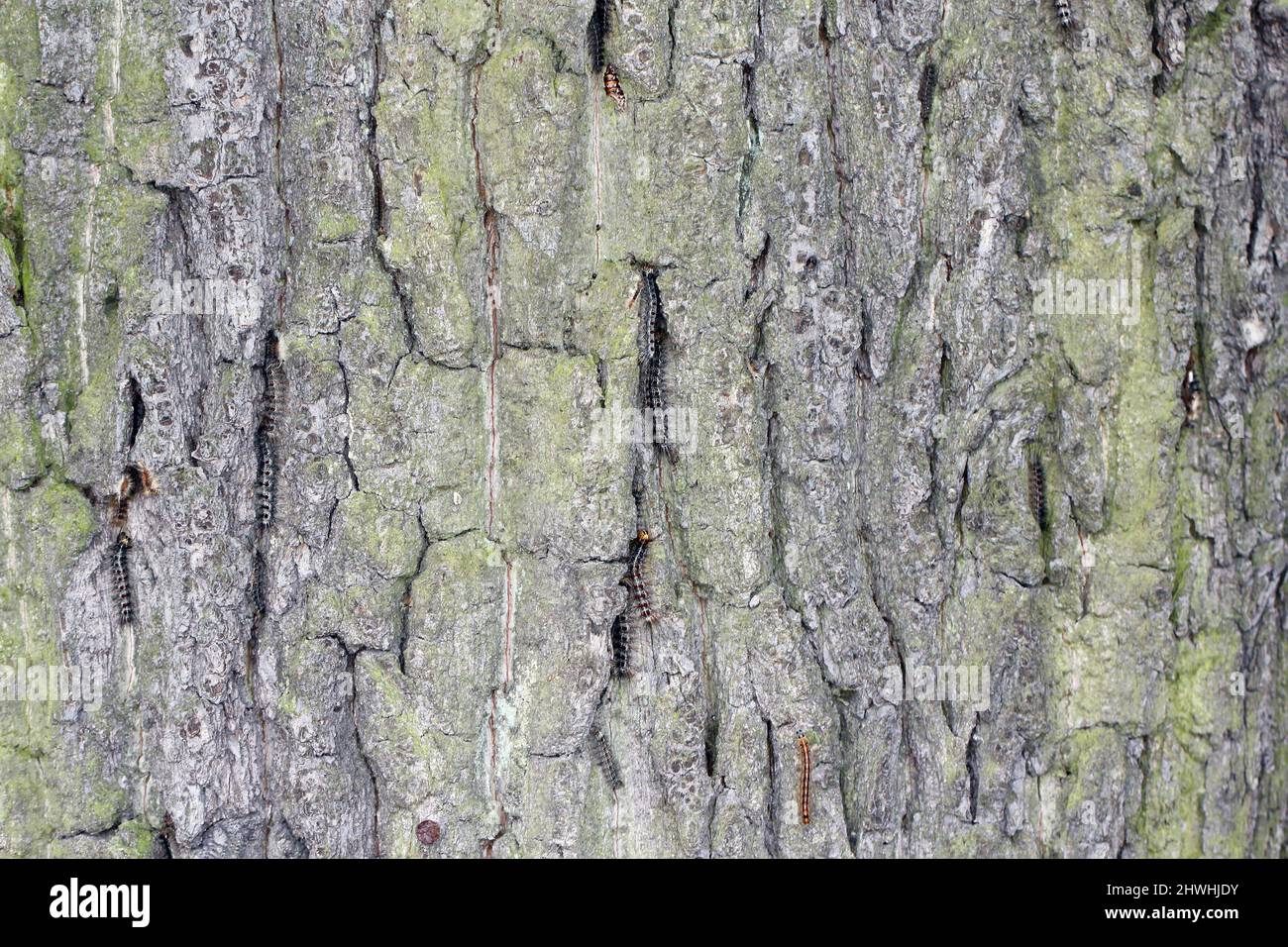 Chenilles de la spongieuse (Lymantria dispar). C'est un ravageur dangereux des arbres dans les forêts, les parcs, le bord de la route et d'autres allées Banque D'Images