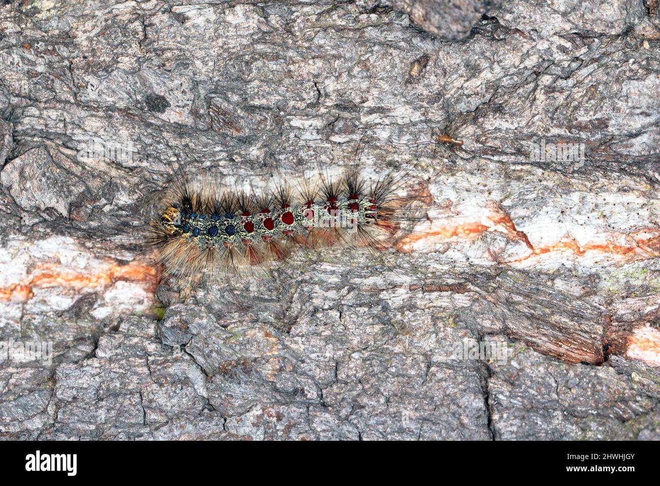 Chenilles de la spongieuse (Lymantria dispar). C'est un ravageur dangereux des arbres dans les forêts, les parcs, le bord de la route et d'autres allées Banque D'Images