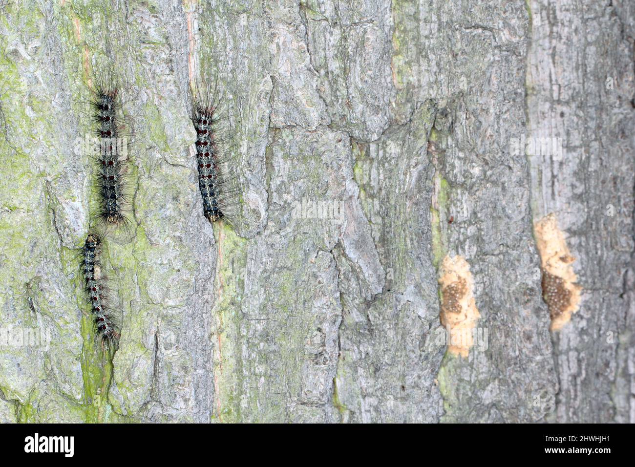 Chenilles de la spongieuse (Lymantria dispar). C'est un ravageur dangereux des arbres dans les forêts, les parcs, le bord de la route et d'autres allées Banque D'Images