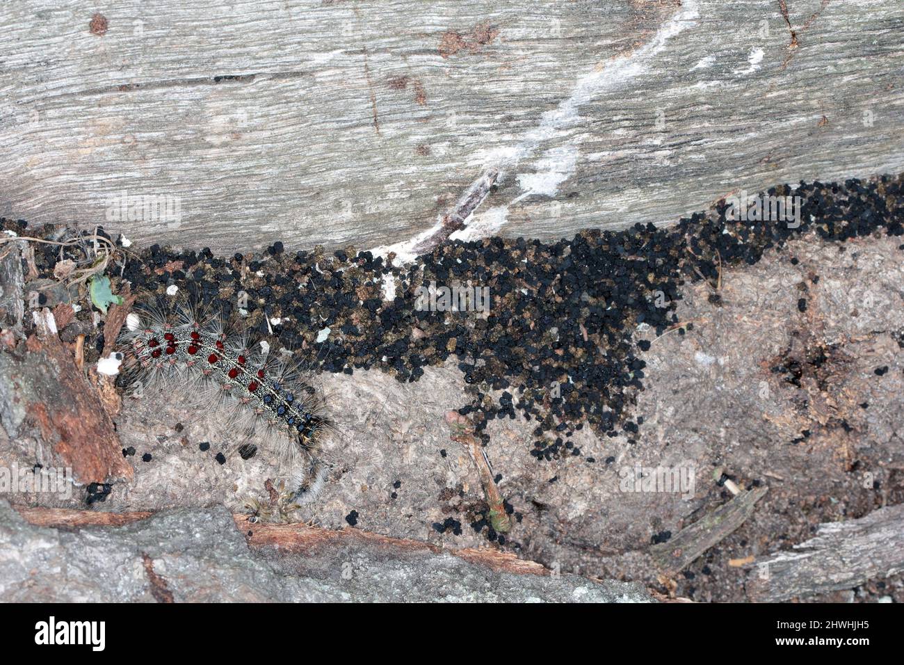 Chenilles de la spongieuse (Lymantria dispar). C'est un ravageur dangereux des arbres dans les forêts, les parcs, le bord de la route et d'autres allées Banque D'Images